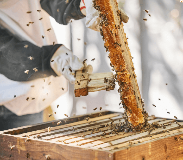 Extraction du miel